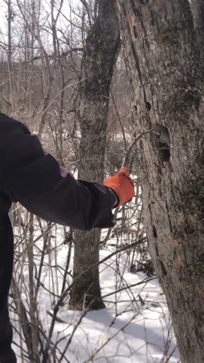 The Evolution of Tool Use (Homo sapiens)