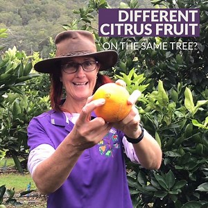 2K views · 37 reactions | Different citrus fruits on the same tree? Yes please! Sue explains how some of our citrus #FruitSaladTrees can produce fruit year round. #DifferentFruitSameTree | Fruit Salad Trees | Facebook