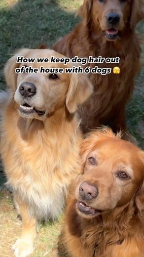57K views · 16 reactions | Got dog hair? Yeah, me too, times 6! This...