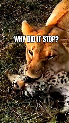 Predator’s Dilemma: Kill or Spare? #wildlifeshorts #youtubeshorts