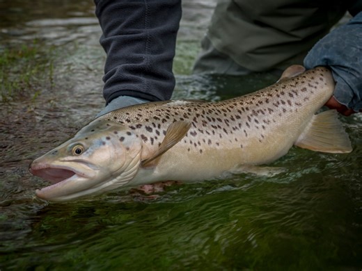 West Virginia trout stocking schedule for April 30