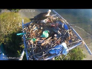 Pink Shell Osprey Cam ~ First Fish 🐟 and 2nd Hatch 🥚🥚, Feb 26, 2021