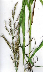 Johnson grass - Alchetron, The Free Social Encyclopedia