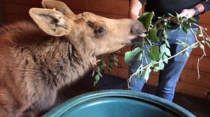 MOOSE ARRIVED! The 8-week-old orphaned Alaska moose arrived at Cheyenne Mountain Zoo this morning. What would you name him? | KRDO13