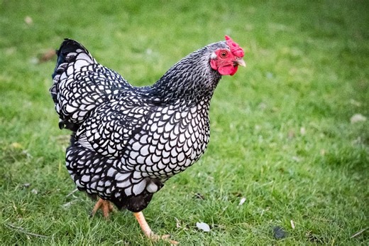 I Have a Backyard Chicken Flock. Should I Worry About Bird Flu?