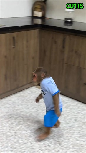 So Funny! Monkey Worried When Food Was Overcooked! . . #monkey #monkeys #monkeydluffy #monkeybusiness #monkeyforest #monkeybars #monkeynapkin #monkey47 #monkeylove #monkeytemple #monkeyingaround #monkeyisland #MonkeyKing #Monkeybeach #monkeyyear #monkeyhaircut #monkeybread #monkeyshoulder #monkeyseemonkeydo #monkeybar #monkeymind #monkeypose #MonkeyFace #monkeyman #monkeytime #monkeyfist #monkeygirl #monkeyforestubud #monkeysofinstagram #monkeypod #monkeybibi #monkeykaka #monkey2026 | Monkey Cut