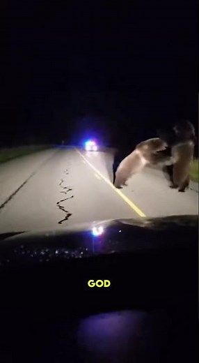 Police Siren Scares Off Massive Bears Fighting at Night! 🚓