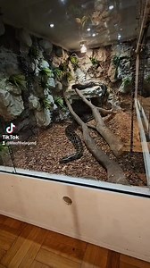 #enclosure #tigerpython #burmesepython #reptilekeeper #amazing #terrariumbau #reptilesoftiktok #tiktok #tiktokgermany #python #snake #tooltime #work #exoticpets #wow #terrarium #viral #viraltiktok #foryou #4u #schlange #bobderbaumeister #love #leidenschaft #passion #exotic #fy #fypシ #fypage | Fabians Reptilienraum