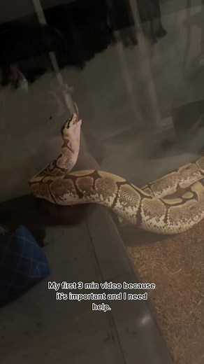 Help! #ballpython #python #tank #tanksetup #snake #ballpythonsoftiktok