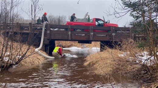 Minnesota DNR fisheries staff are stocking more than 140,000 steelhead this spring! 🐟🌸 🌊 Did you know steelhead were first stocked in Lake Superior in 1883 from northern California? These fish quickly naturalized to the freshwater environment and continue to provide angling opportunities today. 🎣 The population declined in the 1970s and 1980s, leading to a catch-and-release only season in the 1990s, but anglers wanted harvest opportunities. So Minnesota DNR developed a wild strain of Lake Su