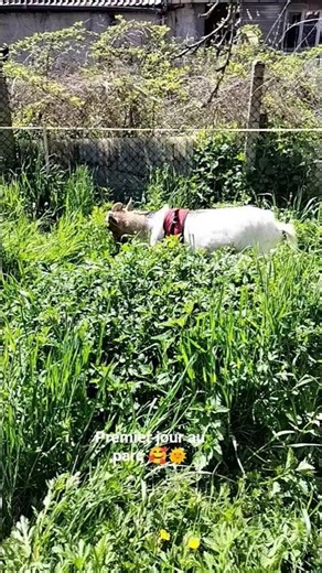 première journée au parc❤️ en espérant que Filou ne trouve pas de faille dans la clôture