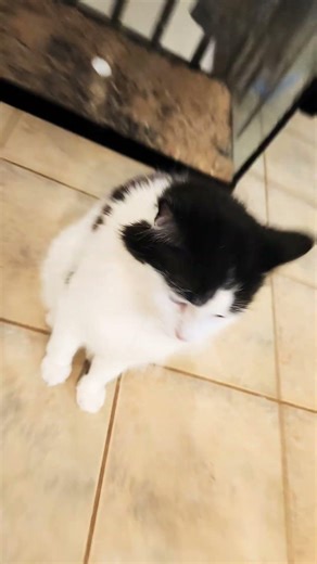 chat vs chien quel time vous êtes sisez en com