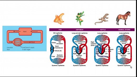 5 Pros and Cons of Closed Circulatory System