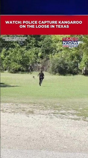 Texas: Waco Police Captures Escaped Kangaroo Roaming Freely Across Streets | Watch Video #shorts