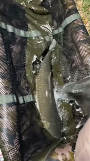 🔥 Niesamowita walka amura w kołysce! | Potężna ryba pełna energii 🐟💦