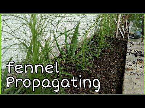 Propagating fennel || how to grow fennel