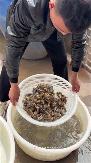 Expert Techniques for Sorting and Cleaning Freshwater Crabs