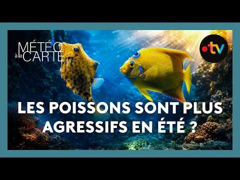 Meeting the most beautiful fish in the world! | Report | Météo à la carte
