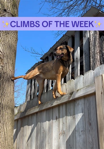 Climbs of the Week: Treeing Walker Coonhound Highlights