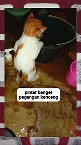 Senurut ini pinter banget #lucu #kucinglucu #catcomedy #cat #kucing | Tati Suwarsih Wtp