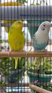 Day-426 Good Morning With My Beautiful Budgies🐦| Morning Routine of My Birds #birdcare #birdlovers