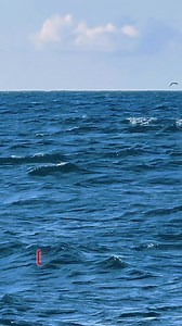 Bluefish feeding frenzy #ljkoutdoors | LJK Outdoors