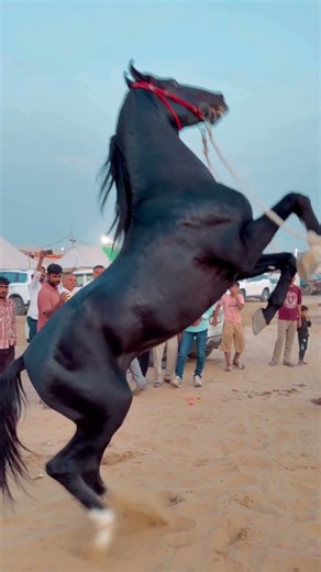 The most beautiful horse, Burj Khalifa, biggest Horse India height, 72 inch😱❣️🐎