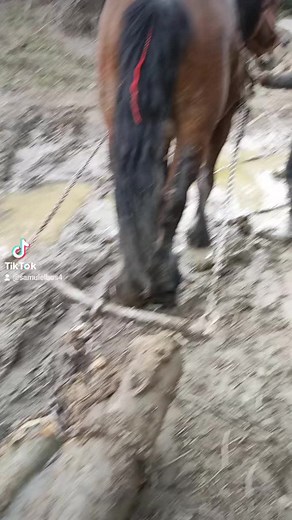 Brown Horse Pulling Log in Forest Scene