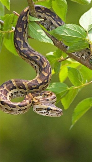 “Indian Rock Python: India का सबसे ताकतवर साँप | Real Facts in Hindi”