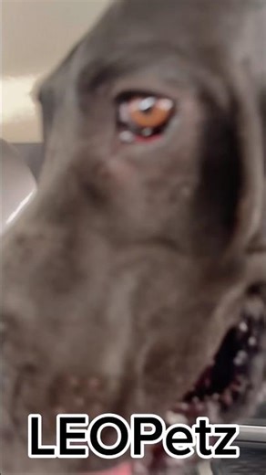 Saroo the Great Dane enjoying a calm and confident car ride 🐕🚗 #greatdane #car #carride #travel