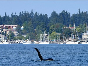 Orca lured from Comox Harbour with audio playback of other whales