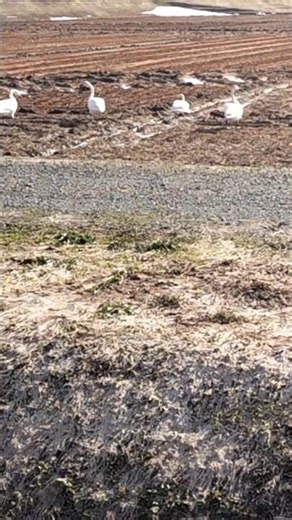 ハクチョウの畑#白鳥