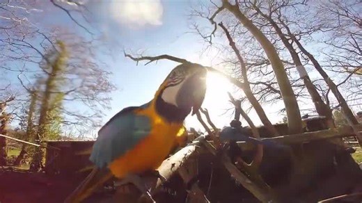 Curious Animals at Zoo Lick Camera Lens