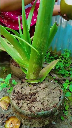 Try Coconut Water to Boost Your Aloe Vera Growth