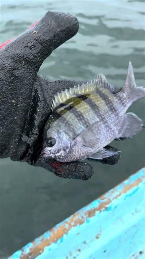 COMO SE LLAMA ESTE PEZ??? Lo Liberamos pero nos quedo la curiosidad del nombre #pesca