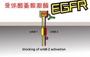 【中英/动画】EGF受体酪氨酸蛋白激酶与EGF受体活化对肿瘤的治疗
