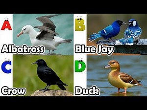 Birds Alphabet Song | ABC Safari Animals 18TH2901 | Nursery Rhyme for Kids | FT Kids Show