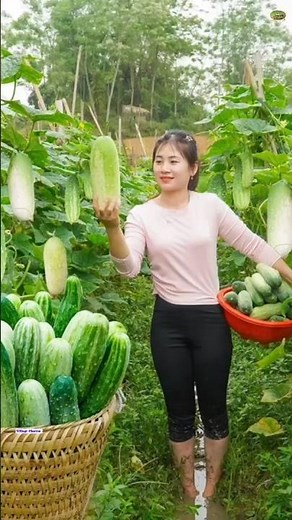 How to cultivate cucumber 🥒|khere ki kasht kese kren|kheera|cucumber