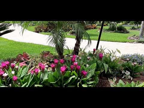 Curcuma zone 9b aka Siam Tulips