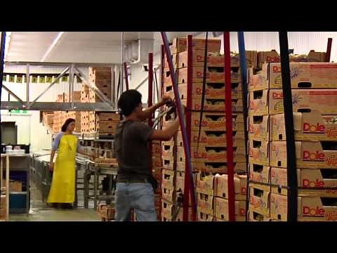 DOLE - Packing Pineapples