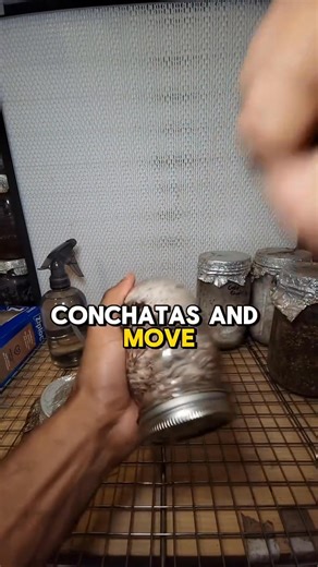 Here’s Mycrodex inoculating sawdust substrate with colonized grain jars in his home lab. This step is called the spawn-to-bulk stage - it helps expand the mycelium from a small amount of colonized grain into a larger nutrient-rich substrate, and sets up for a healthy fruiting later on. He’s working with our Enoki and Nameko, as well as the offspring of a wild-cloned Panus mushroom, and using a flow hood to keep a clean workspace. You can also use a NocBox still air box in your DIY home setup in 