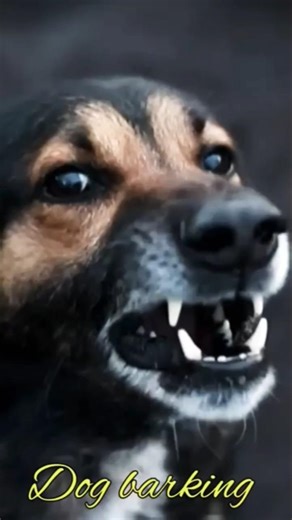 Aggressive dog growling sound#01kviral#shorts