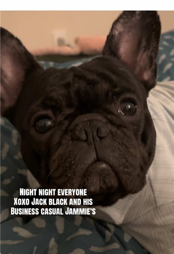 Drop a picture of your pup in their favorite jammies! We need some help 🙃 Night night time routine with business casual jammies for the win 😂🐶 #funny #dog #dogpjs #frenchbulldog #dogsoftiktok