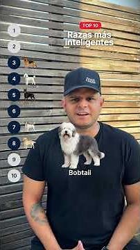 Top 10 razas de perros más inteligentes del mundo