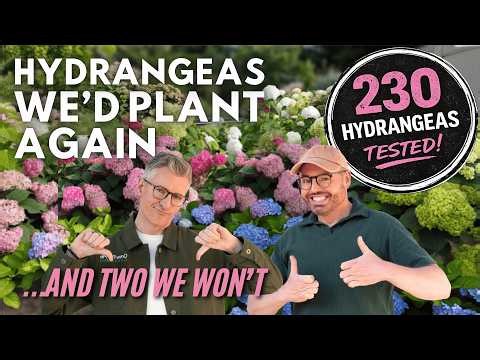 5 Hydrangeas We'd Buy Again (+ 2 We’re Replacing)