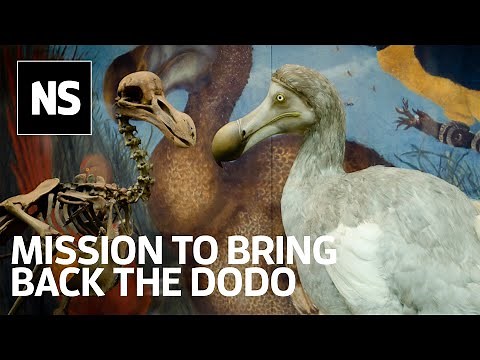 Beth Shapiro: The ancient DNA pioneer’s mission to bring back the dodo