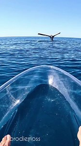 🌊🐋Witness the extraordinary 'tail sailing' phenomenon captured on film—a rare glimpse into the aquatic world's enigmas. Behold as a massive whale gracefully lifts its tail fin above the water's surface while submerging the rest of its colossal body. This fascinating behavior, seldom observed by human eyes, raises questions about its purpose and significance. Scientists remain intrigued, probing whether it's a mode of communication, a unique survival technique, or an elegant ritual hidden benea