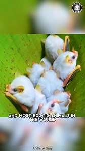 Honduran White Bat 🦇 The Tiny Cotton Ball Bat! This mini bat hides under leaves, using them like little tents. Its bright white fur and orange nose make it look unreal. You won’t believe how small this fluffy bat really is! #wildlife #nature #animalfacts #animalvideos | 1 Minute Animals