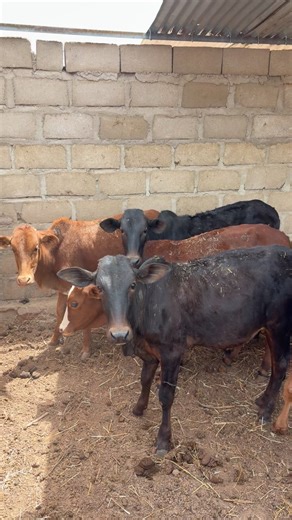 #vache#🐄 #veau#