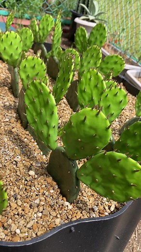 ウチワサボテンの育て方と増殖方法